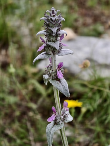 Stachys thirkei, photograph 1