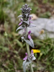 Stachys thirkei