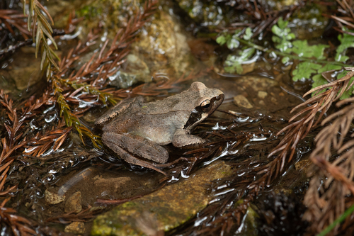 Tago's Brown Frog