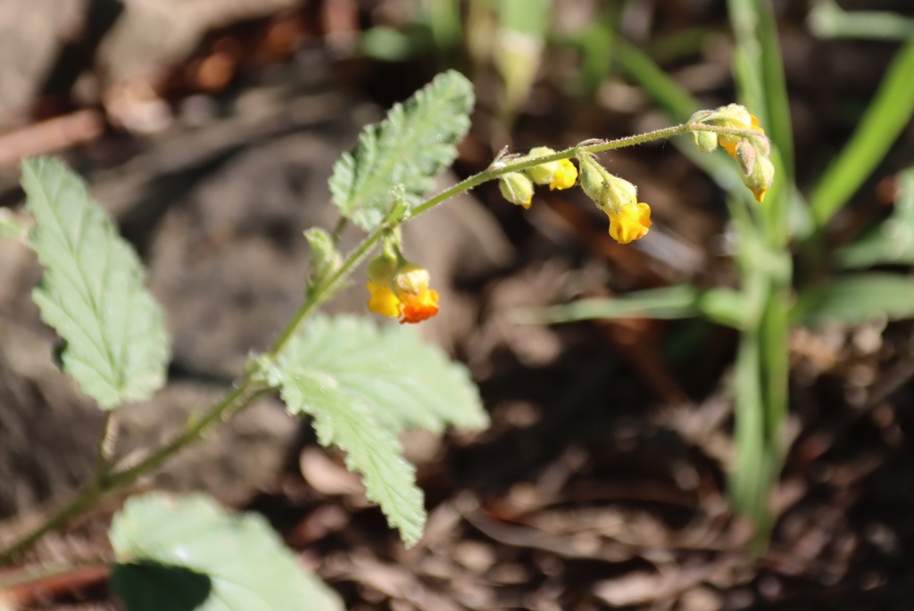 Hermannia althaeoides; photograph (c) Tony Rebelo, some rights reserved (CC BY-SA)