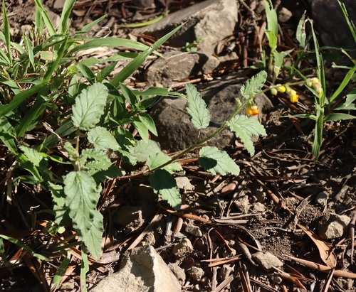 Hermannia althaeoides, photograph 2