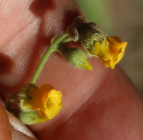 Hermannia althaeoides, photograph 3