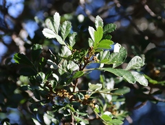 Hippobromus pauciflorus, photograph (c) Tony Rebelo, some rights reserved (CC BY-SA)