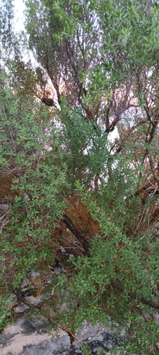 Pemphis acidula observed 2026-06-06