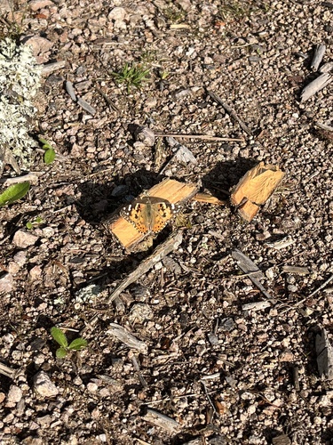 Painted Lady