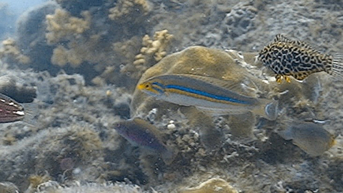 Pseudojuloides observed 2026-05-17