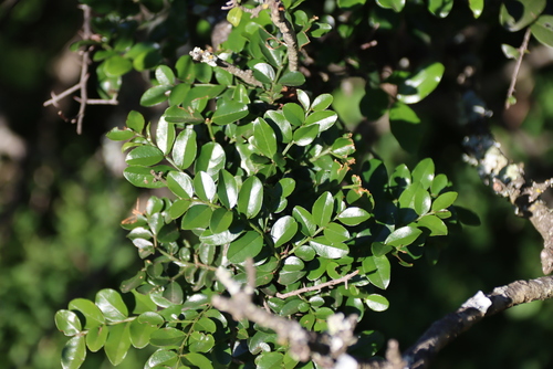Scutia myrtina, photograph 6