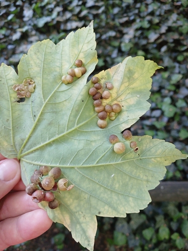 Maple gall wasp