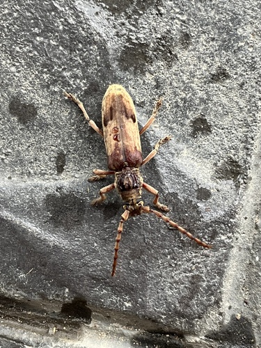Rhytidodera mutabilis
