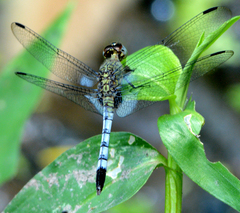 Erythrodiplax kimminsi