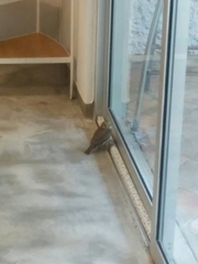 Glaucidium
