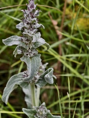 Stachys thirkei, photograph (c) fmunoz, some rights reserved (CC BY)