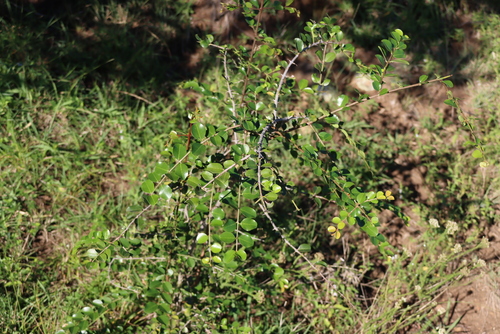 Scutia myrtina, photograph 5