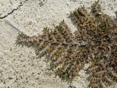 Leptinella maniototo