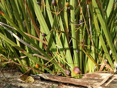 Libertia peregrinans