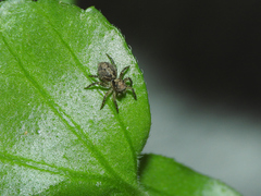 Saitis variegatus