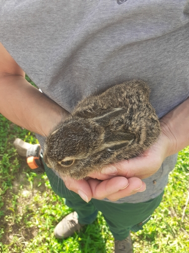 Brown Hare