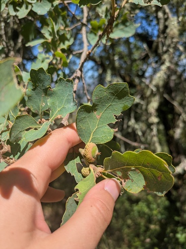 Hybrid oak (Quercus × eplingii)