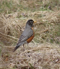Turdus migratorius image