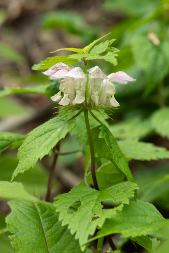 Lamium album barbatum