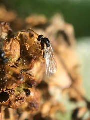 Callirhytis serricornis