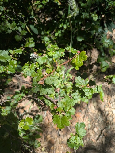 Ribes californicum, photograph 1