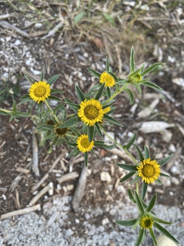 Spiny Starwort