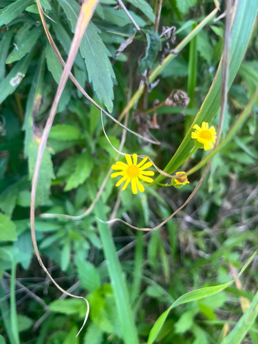 Senecio madagascariensis observed 2026-06-07