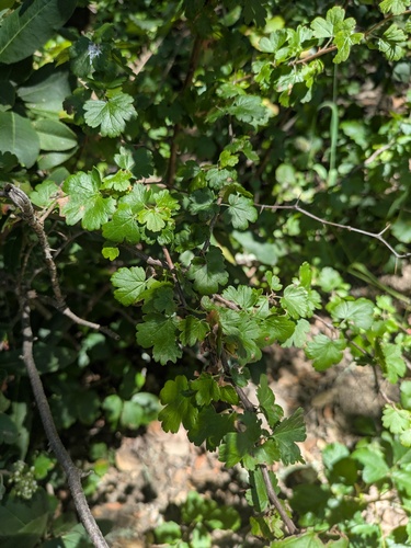 Ribes californicum, photograph 2