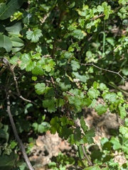 Ribes californicum, photograph (c) jayjt, some rights reserved (CC BY)