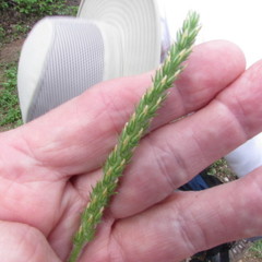 Plantago virginica