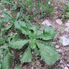 Plantago virginica