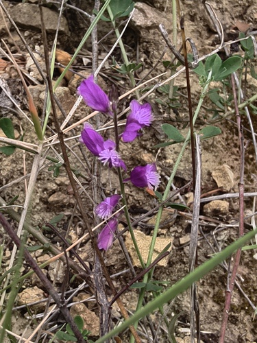 Polygala nicaeensis, photograph 5