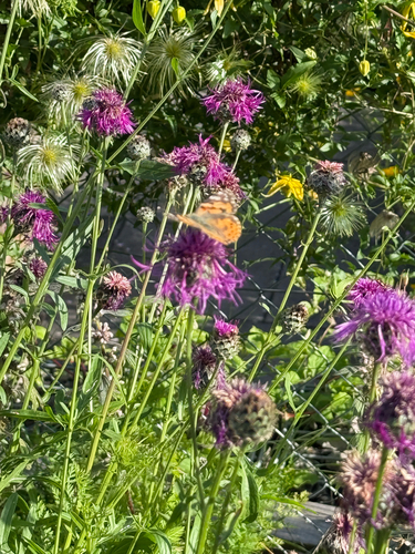 Painted Lady