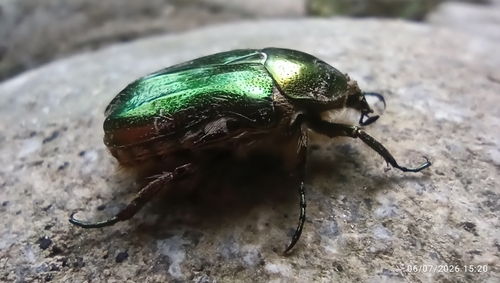 European Rose Chafer