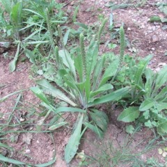 Plantago virginica