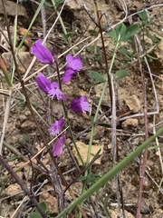 Polygala nicaeensis, photograph (c) fmunoz, some rights reserved (CC BY)