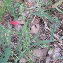 Galium virgatum