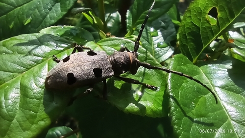 Morimus funereus