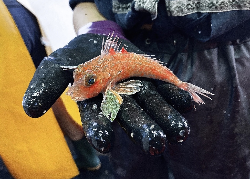 Spiny gurnard (Lepidotrigla dieuzeidei) — Triglidae