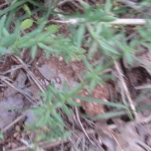 Galium virgatum