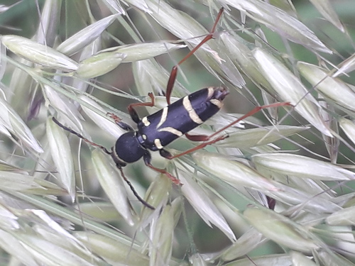 Wasp Beetle