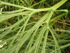 Aciphylla dieffenbachii