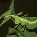 Gray's Leaf Insect - Photo (c) Vijay Anand Ismavel, some rights reserved (CC BY-NC-SA)