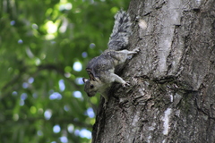 Sciurus variegatoides