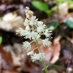 Tiarella wherryi