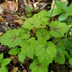 Tiarella wherryi
