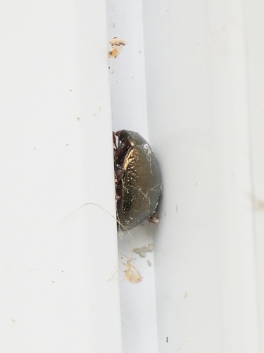 Bronze Beetle