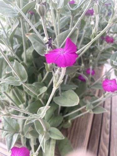 Rose campion