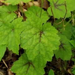 Tiarella wherryi